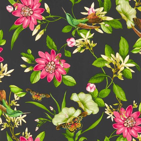 Pink Lotus - Noir wallpaper